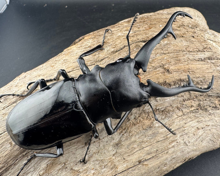 《ギラファノコギリ亜種ダイスケ ネグロス島産 100mm ペア》