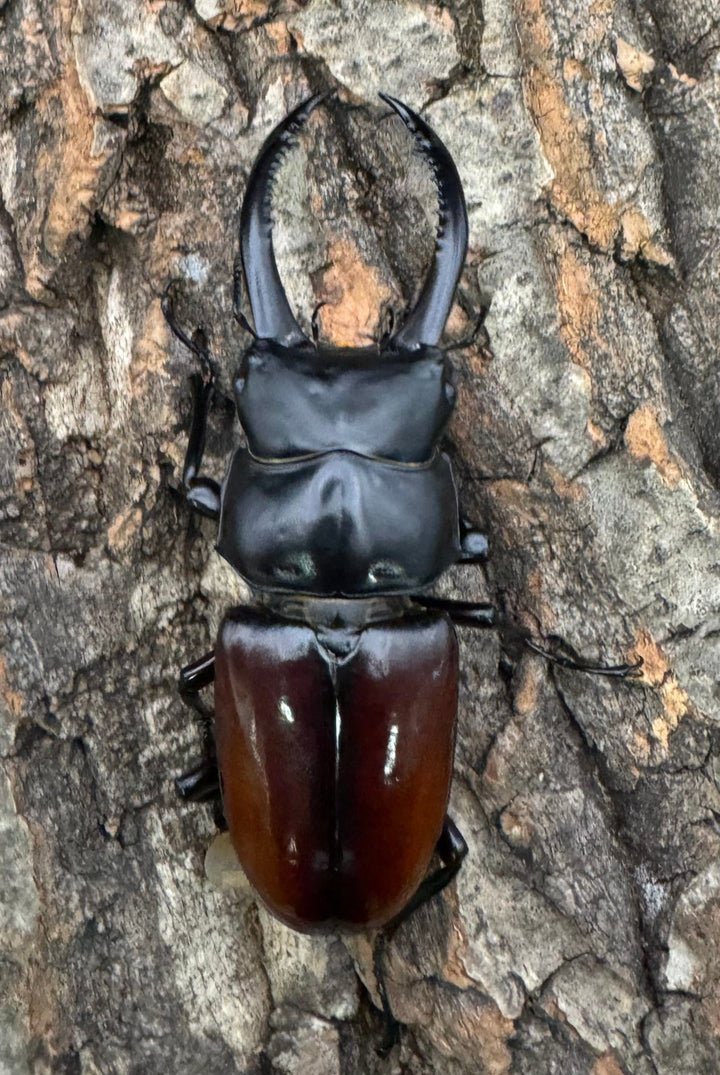 《アローコクワ亜種リエン 74mm ♂♀♀トリオ》