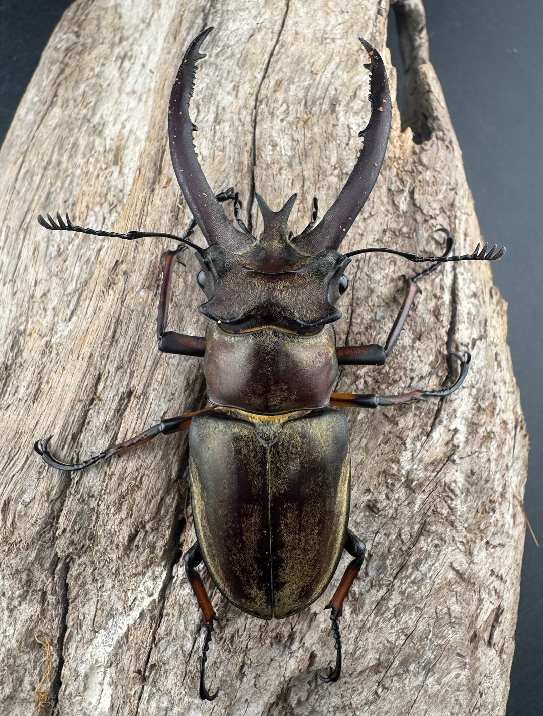 【WD】《プラネットミヤマクワガタ 81.5mm ペア》