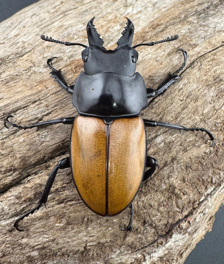 【WD】《ニティドゥスマルバネ亜種lemeei 広西壮族産 46.5mm A’品ペア》②