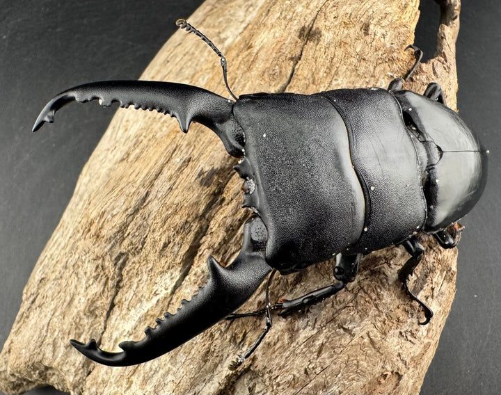 【WD】大型《パラワンオオヒラタ ガントン産 96mm ペア》