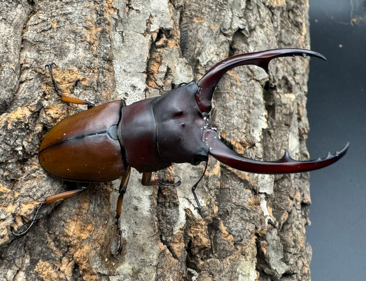 【WD】《アスタコイデスノコギリ ベンクール産 64mm ペア》