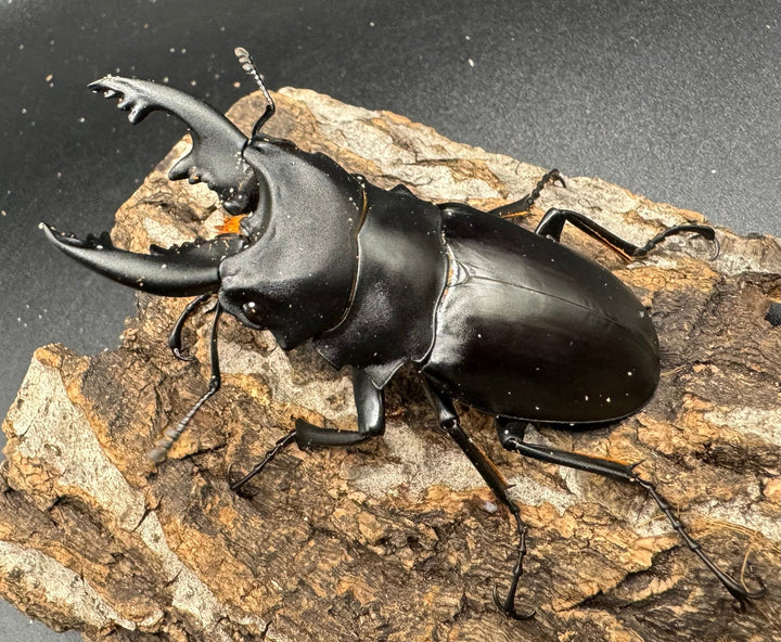 【WD】《アルケスツヤクワガタ 71mm ペア》