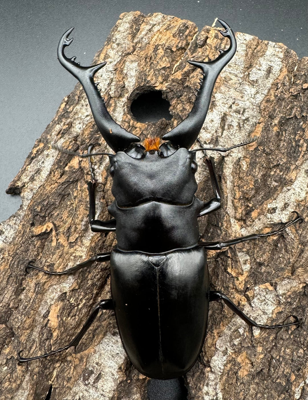 【WD】《ギラファノコギリ亜種ニシヤマイ 92mm ペア》