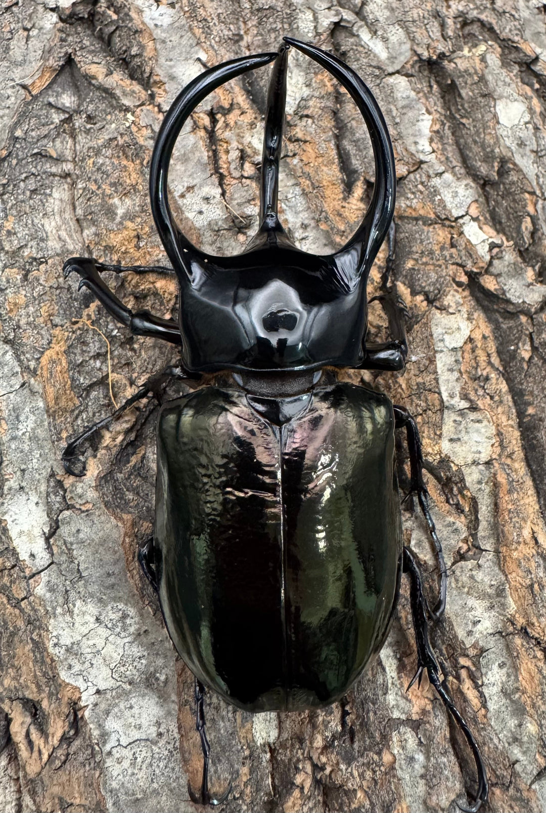 【WF1】《タイリクコーカサスオオカブト ペア》