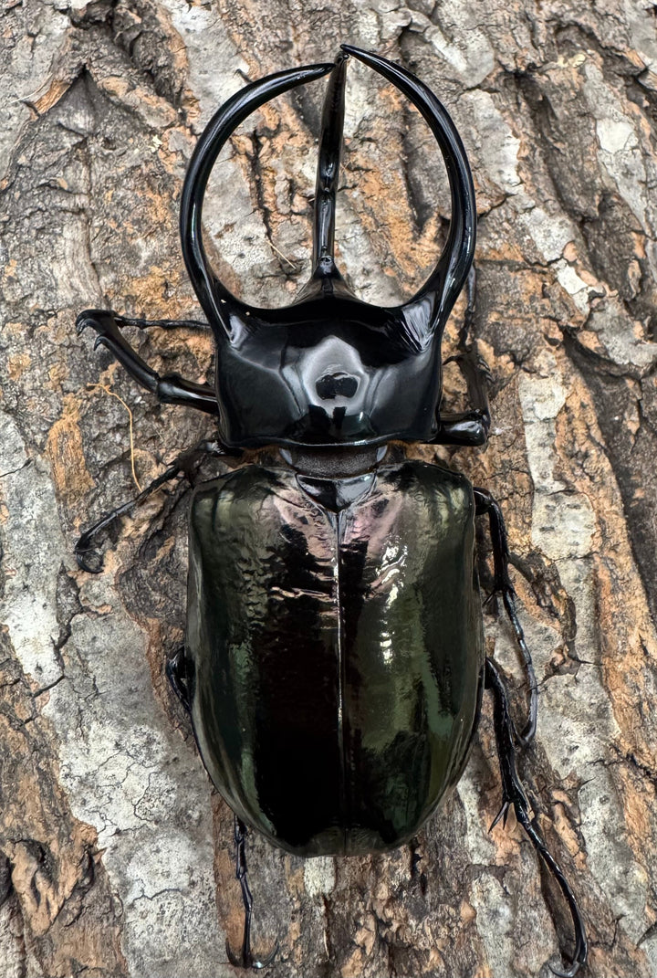 【WF1】《タイリクコーカサスオオカブト ペア》