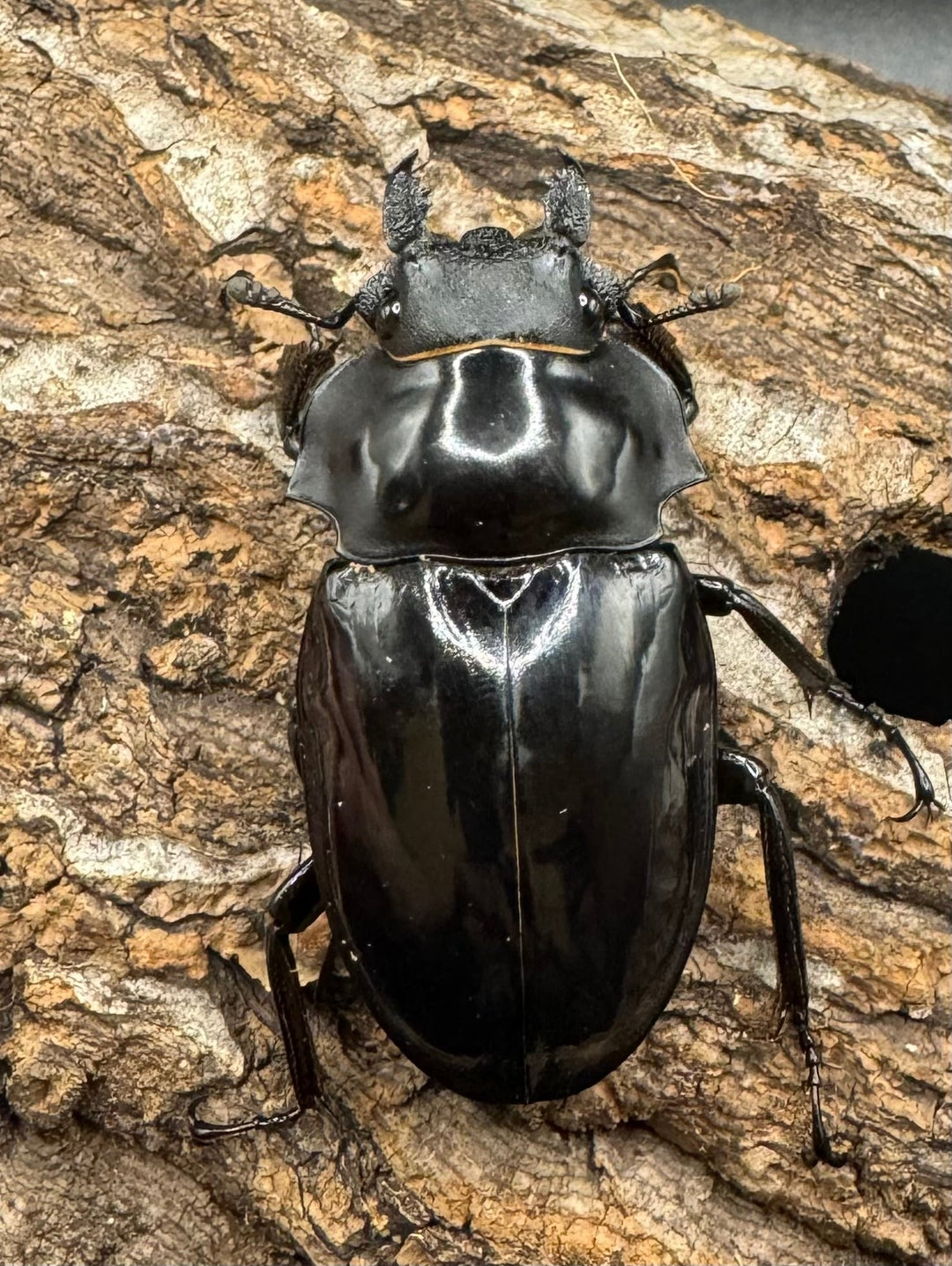 【WD】《ダールマンツヤクワガタ亜種celebensis 86.5mm ペア》