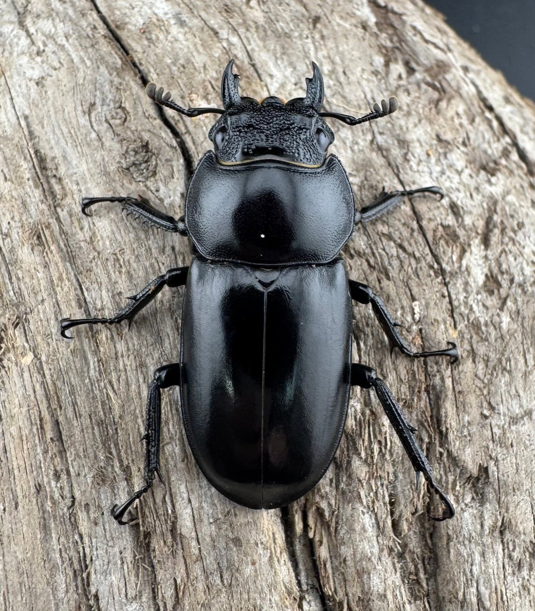 【WD】《スペキオススシカクワガタ 56mm ペア》