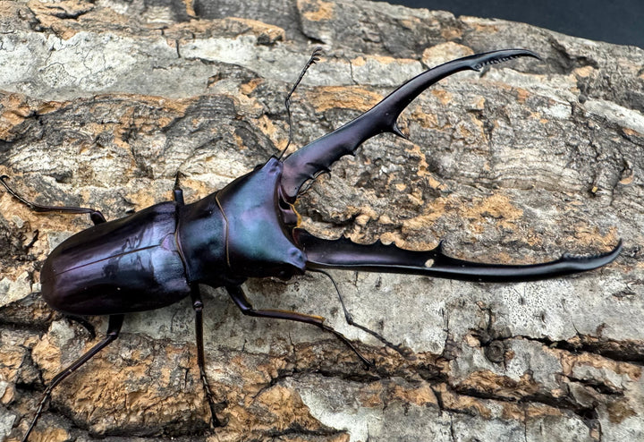 【美麗】《メタリフェルホソアカ 74mm ペア》わたくわ氏ブリード個体