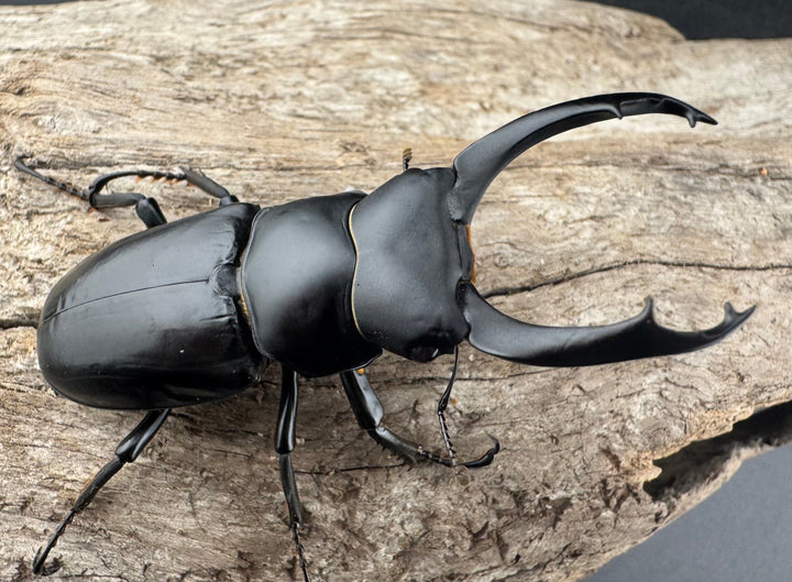 【WD】《ブラナウンコクワ 碧羅雪山産 63mm ペア》