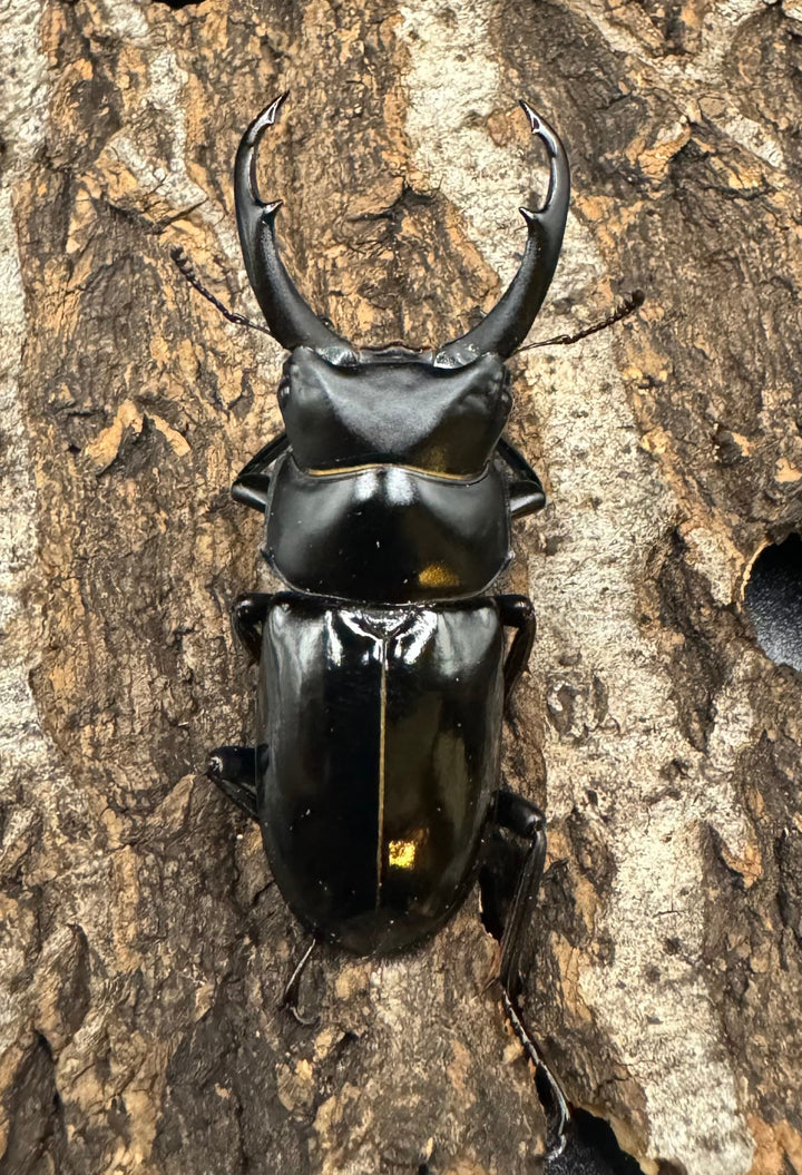 《ネパレンシス トゥリスリ産 61mm ペア》