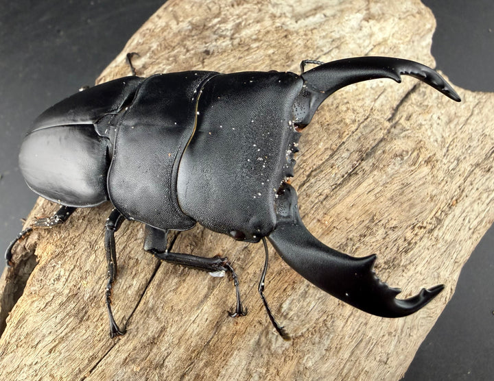 【WD】《スラウェシオオヒラタ 南スラウェシ産 84mm ペア》