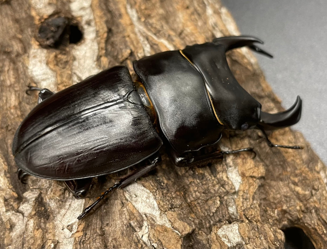 《オオクワガタ 能勢YG血統 76mm ペア》