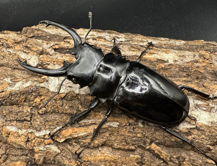 【WD】《ダールマンツヤクワガタ亜種celebensis 81.5mm ペア》