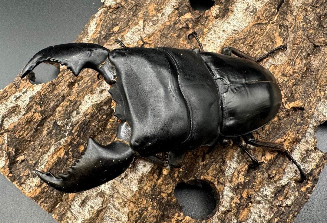 極太《スマトラオオヒラタ 90mm ペア》