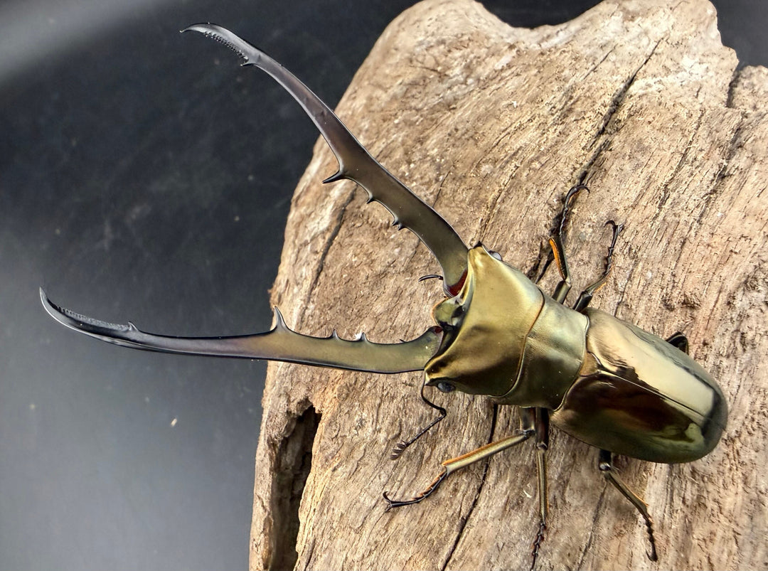 《メタリフェルホソアカ亜種イソガイ 76.5mm ペア》