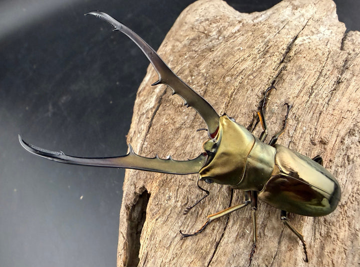 《メタリフェルホソアカ亜種イソガイ 76.5mm ペア》