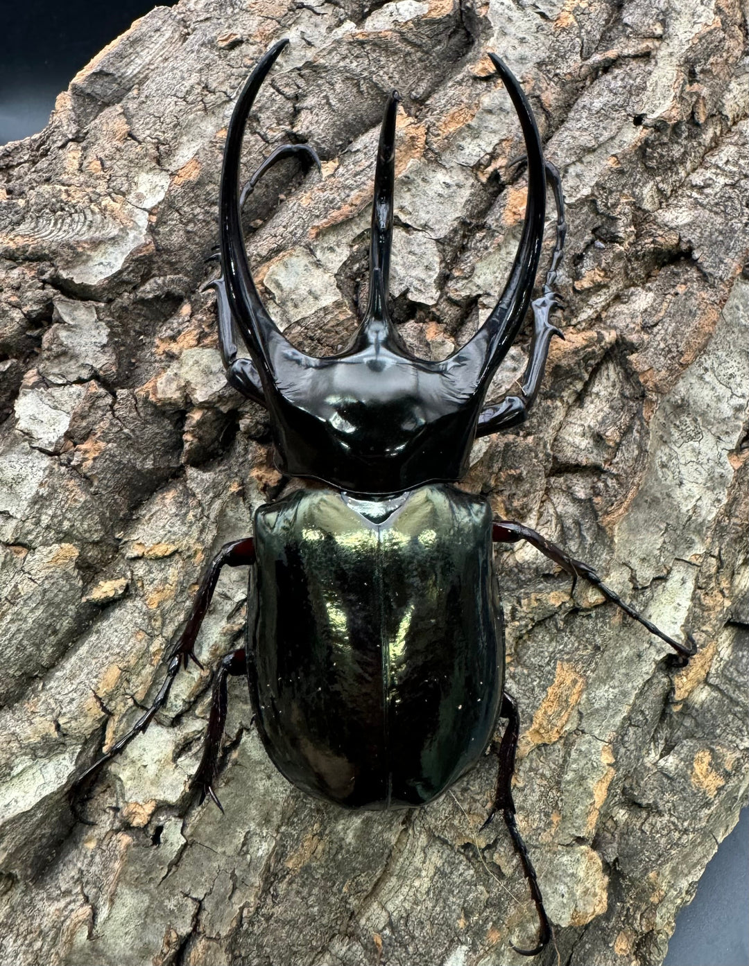 【WD】大型《ジャワコーカサスオオカブト 111mm A'品ペア》