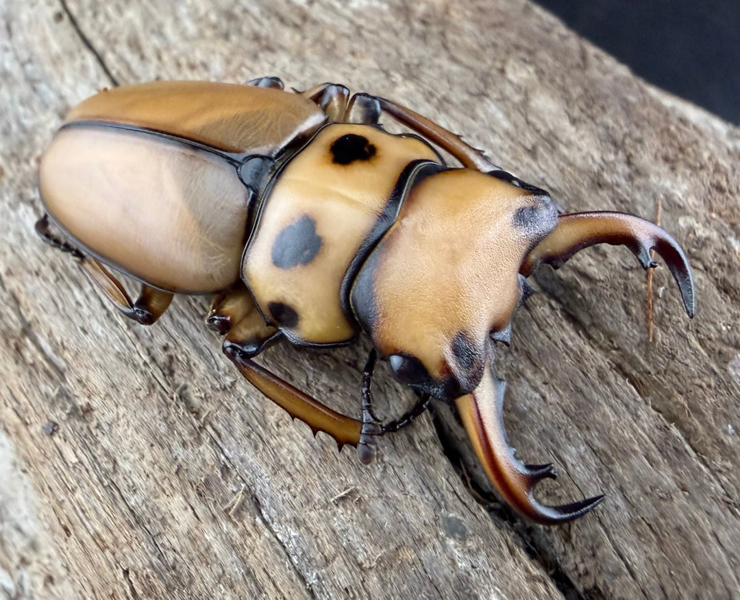 【WF1】《メリーメンガタクワガタ 37.5mm ペア》