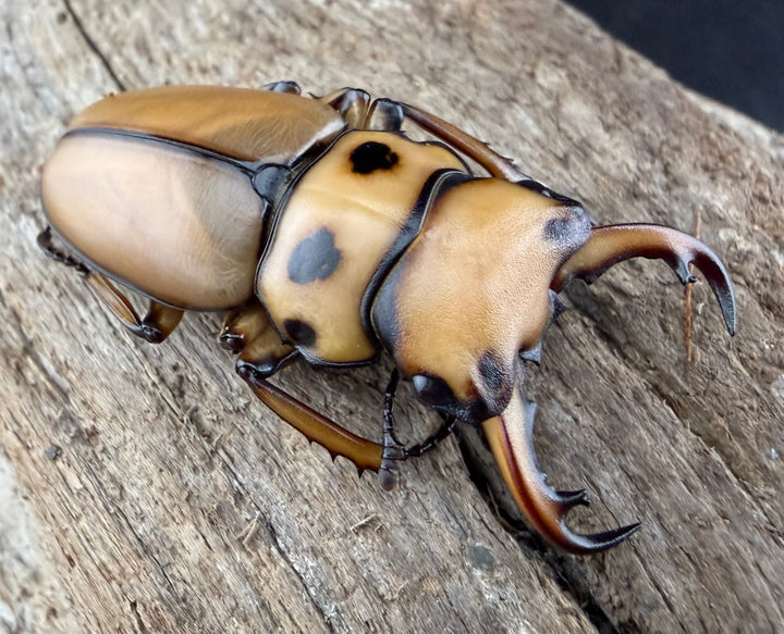 【WF1】《メリーメンガタクワガタ 37.5mm ペア》