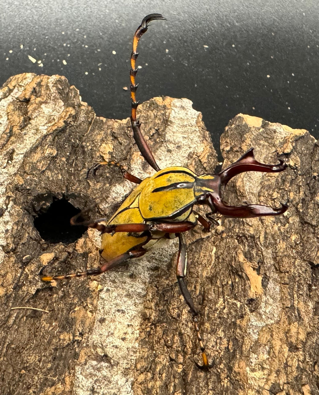 【WD】ワリックツノハナムグリ亜種bowringi ペア