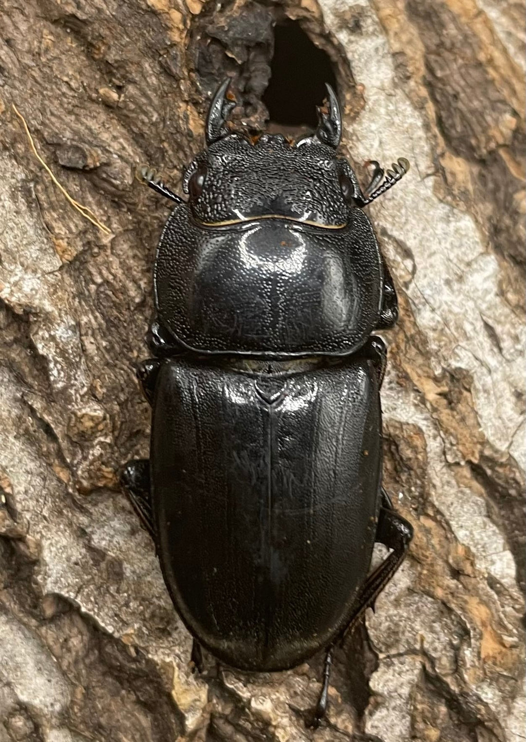 【WD】大型《ネバービスカヤヒラタ（カヤパヒラタ） 85mm ペア》