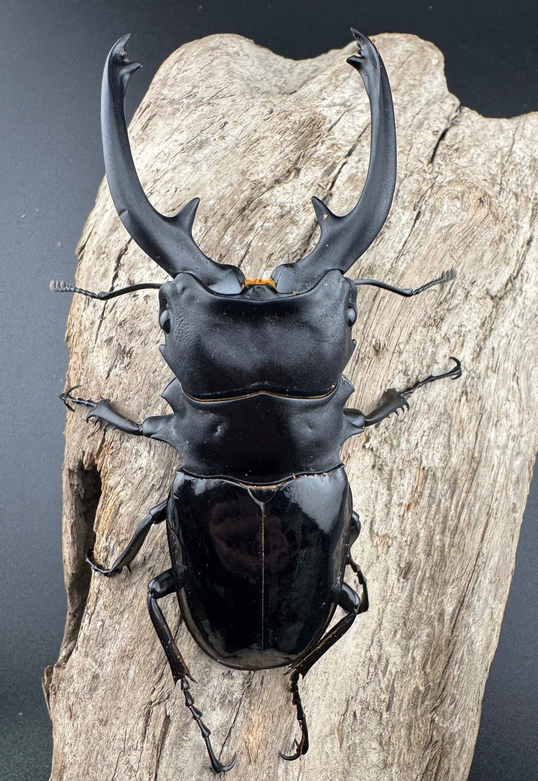 【WD】《インターメディアツヤクワガタ パラワン産 97mm ペア》