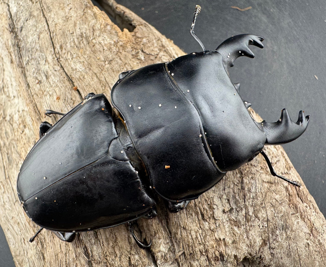 【WD】《アルキデスヒラタ ベンクール産 86mm 胸幅35mm ペア》