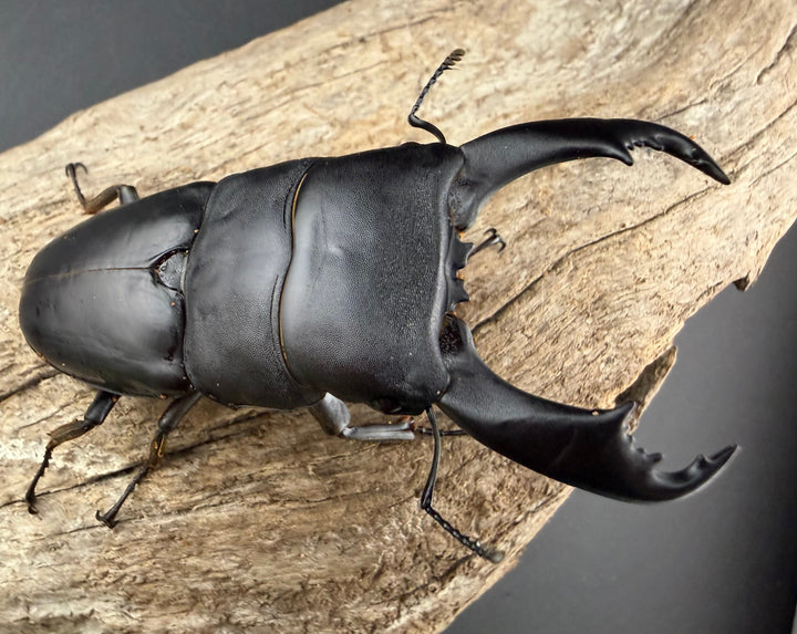 【WF2】《カヤパヒラタクワガタ 84mm ペア》