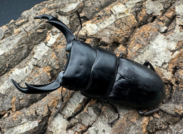 【WD】《ミンダナオパリーオオクワ 71.5mm ペア》