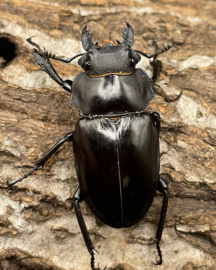 【WD】《アルケスツヤクワガタ ♀単》