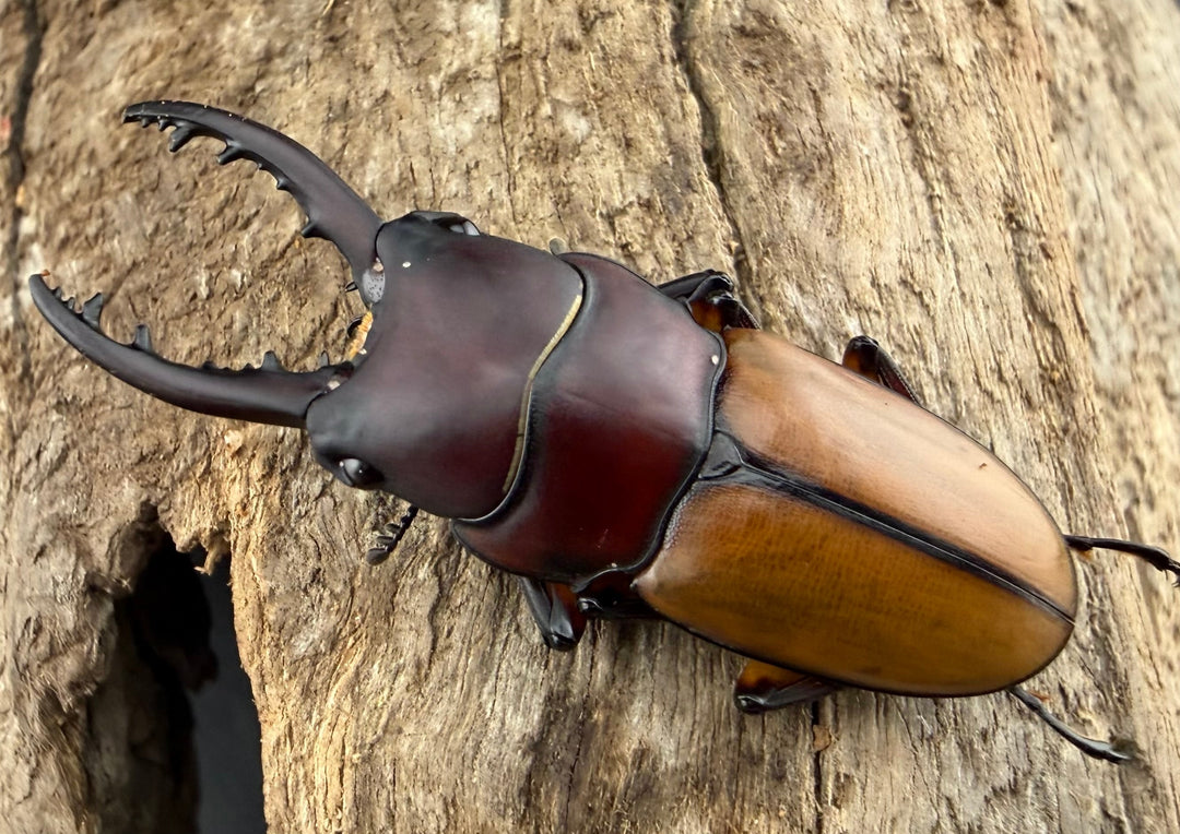 【WD】《ブルイジンノコギリ ペレン島産 40mm ペア》