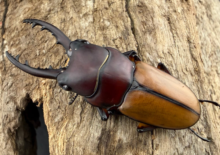 【WD】《ブルイジンノコギリ ペレン島産 40mm ペア》