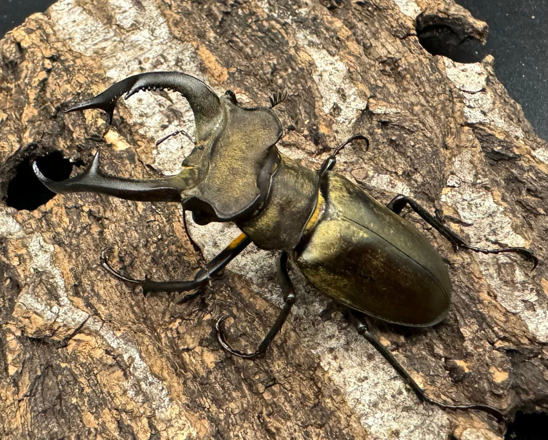 【WD】《ノビリスミヤマ 58mm ペア》