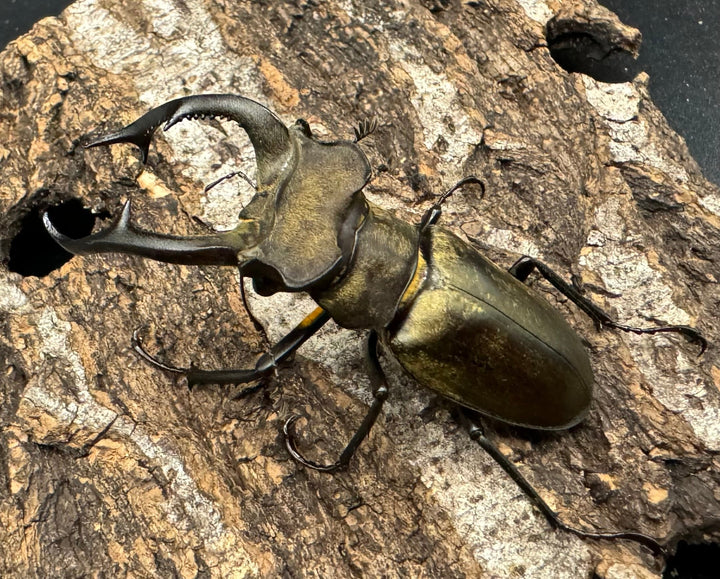 【WD】《ノビリスミヤマ 58mm ペア》