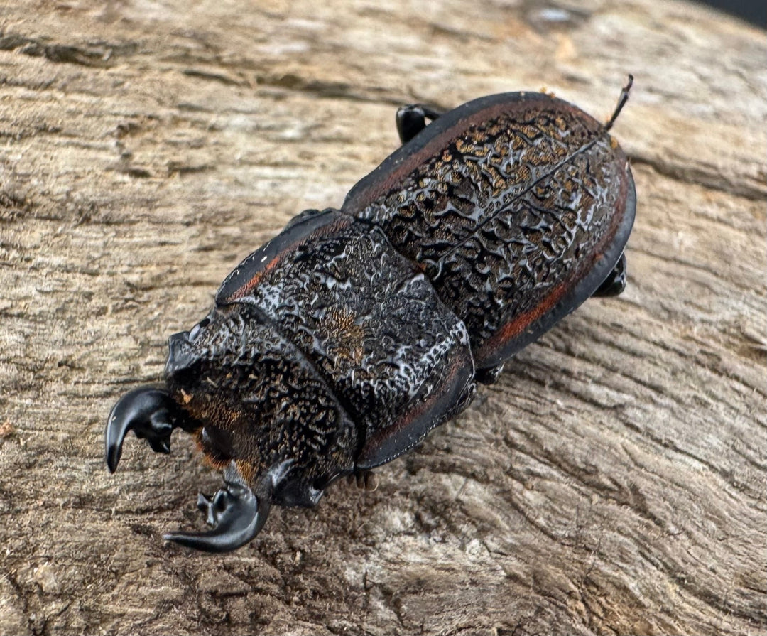 《カエラートゥスサメハダ 19.5mm ペア》