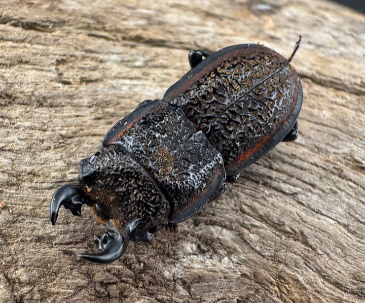 《カエラートゥスサメハダ 19.5mm ペア》