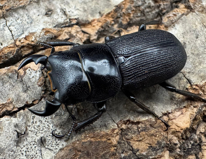 【WD】《ドルクス メンシウス 27ｍｍ ペア》