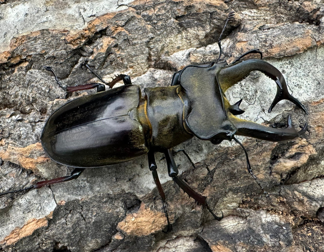 【WD】《チェンミヤマ シガツェ産 72.5mm A'品ペア》