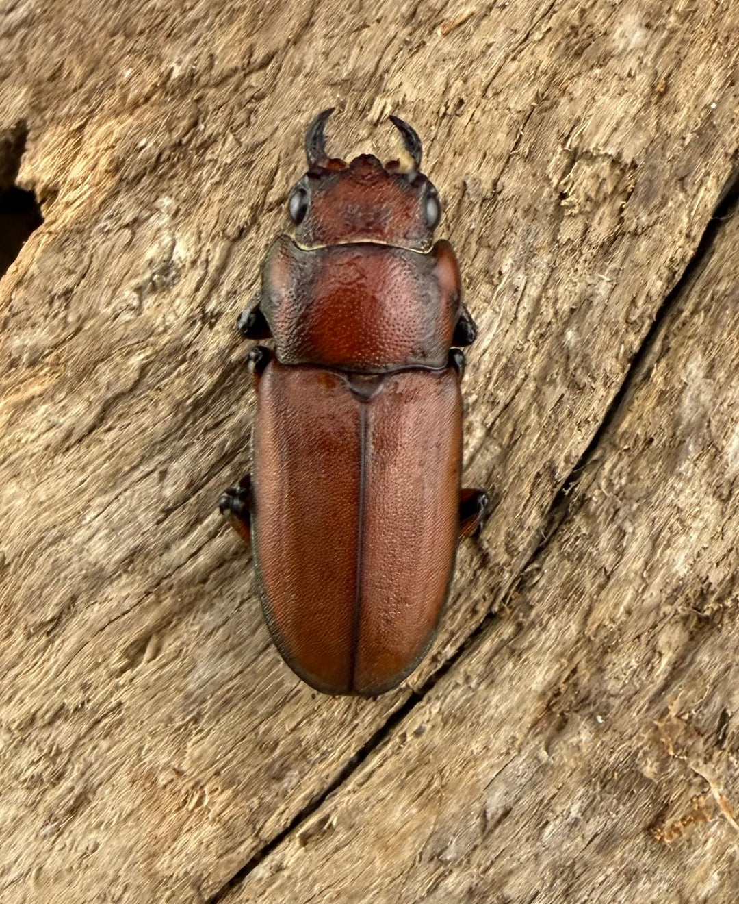 【WD】《スズムラホソアカ ロハス産 36mm A’品ペア》