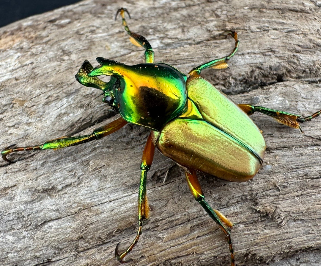 【WD】《モーニッケヒメカブトハナムグリ イフガオ産 Free ペア》①