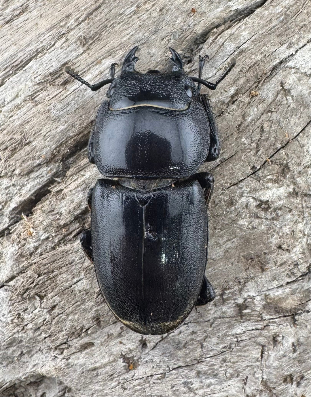 【WF2】《テイオウヒラタクワガタ 82.5mm ペア》