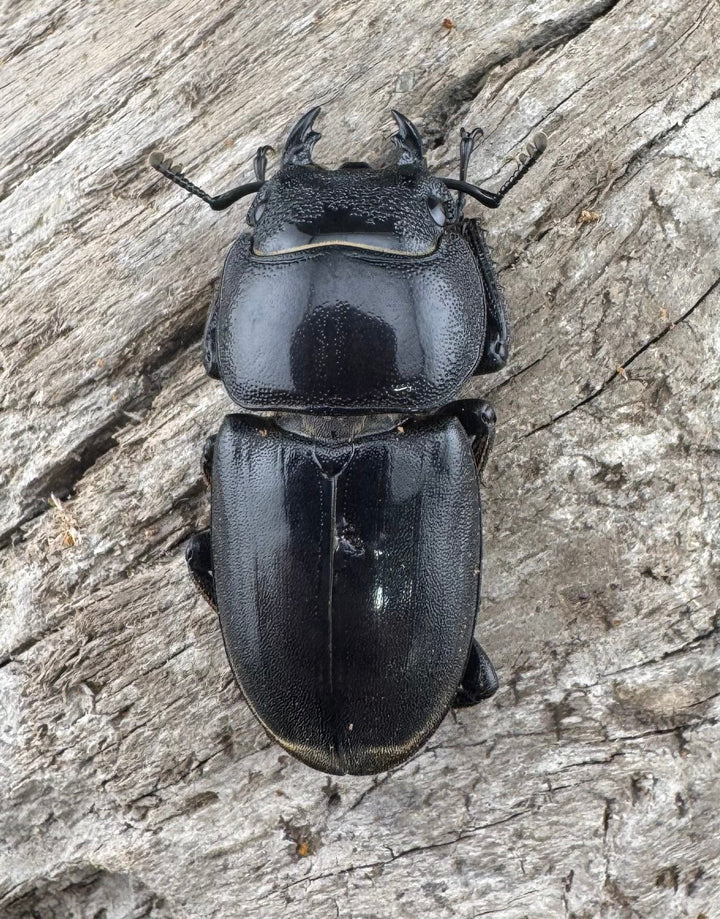 【WF2】《テイオウヒラタクワガタ 82.5mm ペア》