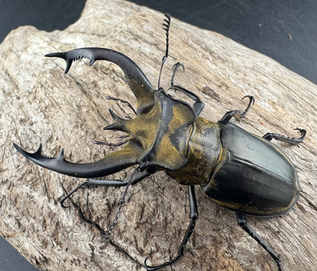 【WD】《フルキフェルミヤマ 64mm ペア》