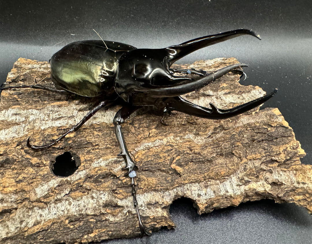 【WD】《タイリクコーカサスオオカブト タイ産 108mm ペア》