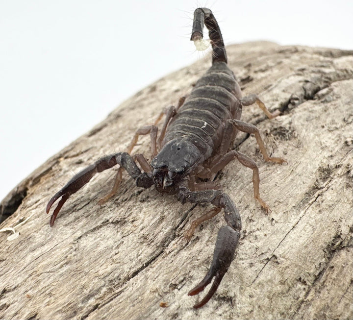 【CH】《スワンメルダムオオハカリサソリ ベビーヤング》