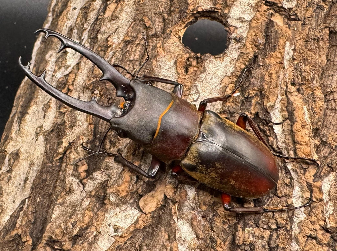 【WD】《ドエスブルグノコギリ亜種mkkiensis 63mm ペア》