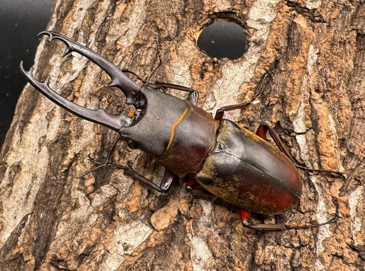 【WD】《ドエスブルグノコギリ亜種mkkiensis 63mm ペア》