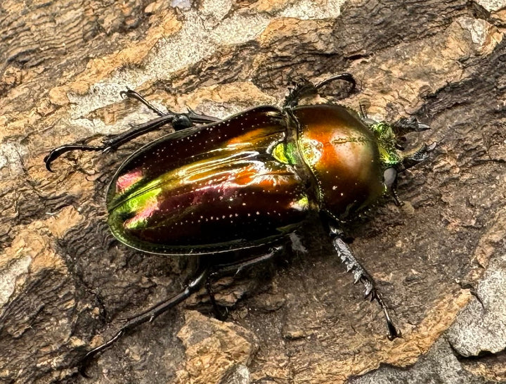 《ニジイロクワガタ 59mm ペア》