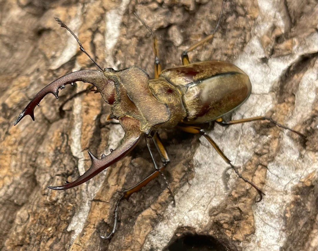 【WD】《デランミヤマクワガタ原名亜種 43mm ペア》